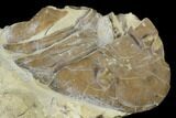 Homotelus Trilobite - Bromide Formation, Oklahoma #114507-5